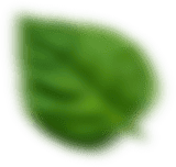 Anasayfa